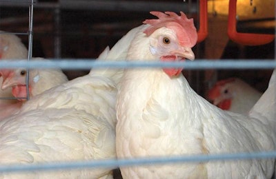 WATT Global Media will host a webinar concerning avian influenza vaccination on December 16. | Terrence O'Keefe