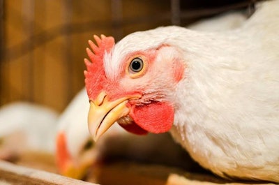 The poultry industry in Kurdistan is facing troubling times.