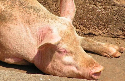 Pork consumption in Uruguay has increased in Uruguay, despite a decline in domestic pork production. | Benjamin Earwicker, Freeimages.com