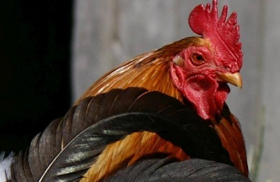Avian Influenza India