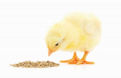 Feed industry leader, Cargill, and poultry producer, Tyson, were among the most searched for companies on WATTAgNet in 2015. | Anatolii, Fotolia