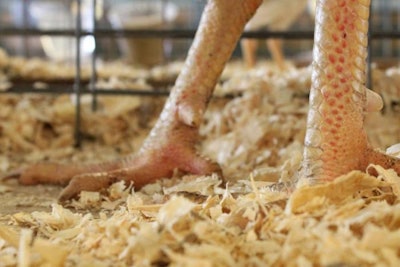 Dry litter can be achieved by reducing dietary excess protein in broiler diets. | Andrea Gantz