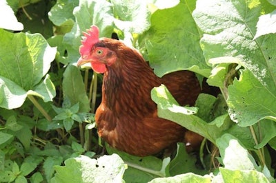 Free Range Hen In Foilage