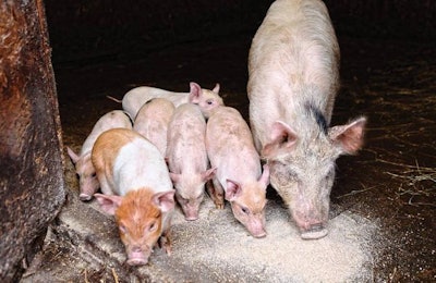 Picking the right first feed post-weaning can make or break a pig for life. | Brett Critchley, Dreamstime.com