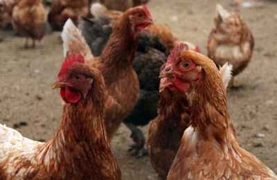 Nigeria, Cote d'lvoire, China and Taiwan have reported new cases of avian influenza in poultry. | Andrea Gantz