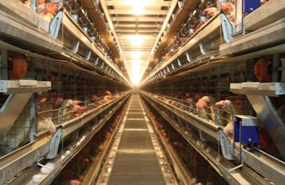 Egg Farmers of Canada has announced an industry-wide commitment to move away from traditional hen housing. | Andrea Gantz