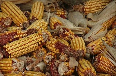 South Africa is looking for solutions to mitigate the anticipated corn shortage brought on by drought. | Joshua Davis, Freeimages.com