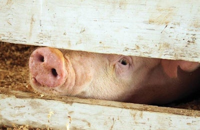 Antibiotic Reductions In Swine Production 1602 Agp5