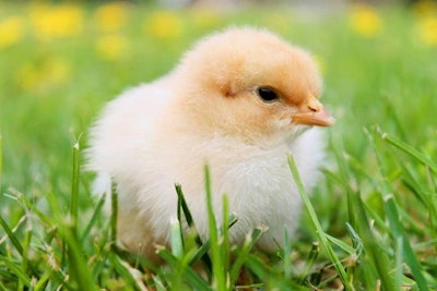 Los extractos vegetales que ahora se usan en la producción avícola tienen, entre otras ventajas para la salud aviar, un impacto positivo en el metabolismo hepático.
