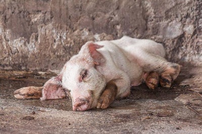 Sick pigs have a significant impact on profitability through decreased growth and higher mortality. | Ittichai Anusan, istockphoto.com