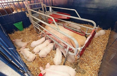 Piglets nursing from a sow. | Baloncici, Dreamstime.com