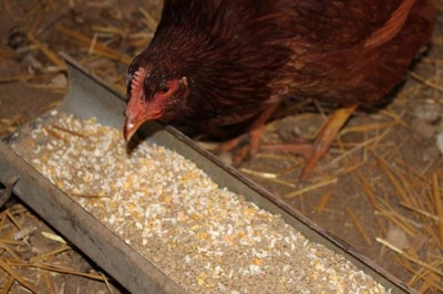 Brown Hen Eating Corn