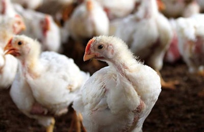 Flock Of White Hens