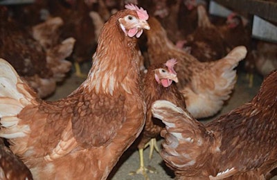 California-based Gemperle Farms is converting all of its facilities to cage-free egg production.