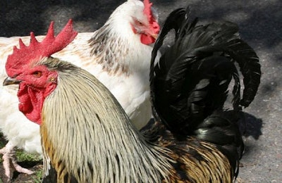 Jakarta Backyard Poultry