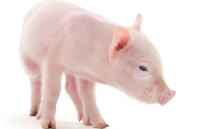 Pig Inventory States