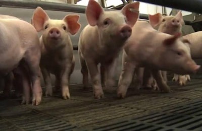Weaning Piglets