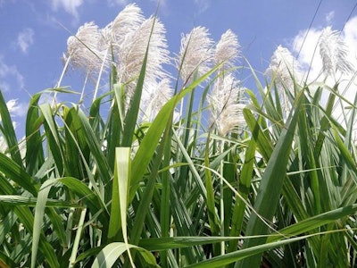 La harina de caña de azúcar, ¿una materia en alimentos balanceados avícolas? | Wikimedia Commons