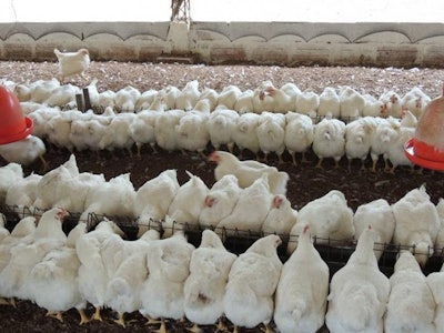 El departamento de Antioquia cuenta con 236 granjas, 112 dedicadas a la producción de pollo de engorde, 120 a la producción de huevo y 4 a la genética. | Foto cortesía de Operadora Avícola.