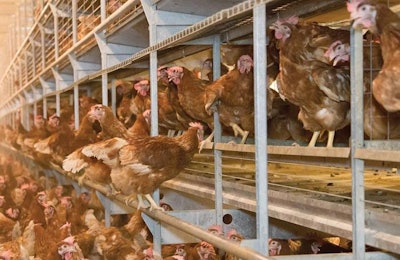 Cage-free hens get more exercise, which increases their energy needs and strengthens bones, but can also lead to more injuries. | Courtesy Big Dutchman