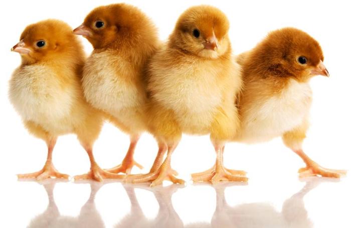 Al Rawdah invests in Abu Dhabi poultry farm | WATTAgNet | WATTPoultry.com