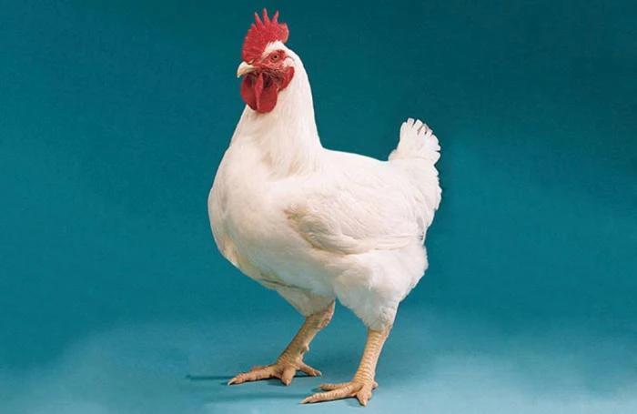 Gallinas desplumadas en el lomo: Por qué el gallo las lastima al pisar y cómo protegerlas 9 Futuro de la genética avícola con selección equilibrada | WATTAgNet | WATTPoultry.com