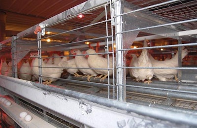 J.S. West, the first U.S. egg producer to install enriched cages, is converting its houses to cage free.