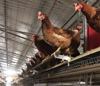 Cage-free laying systems include perches so hens can exhibit natural perching behaviors and avoid aggressors when necessary, however, they may require extra bone strength. Photo courtesy of Potter’s Poultry.