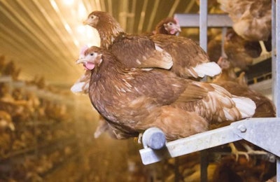 Egg producers will need to project a positive image of cage-free housing in aviaries to prevent activists from forcing hens outside. | Big Dutchman