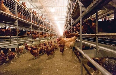 In cage-free systems, hens get more exercise, which strengthens bones, but they also create more opportunities for injury during falls or crash landings.