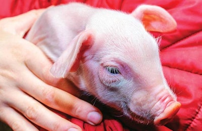 Farmer Holding A Piglet 1604