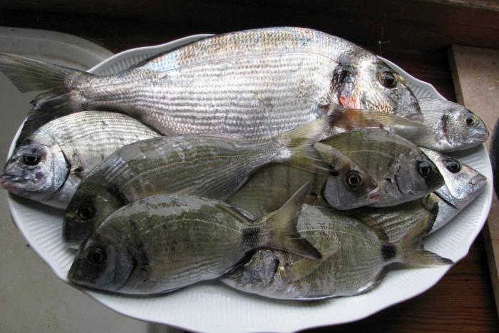 Preventing fishy eggs with the right feed ingredients | WATTAgNet ...