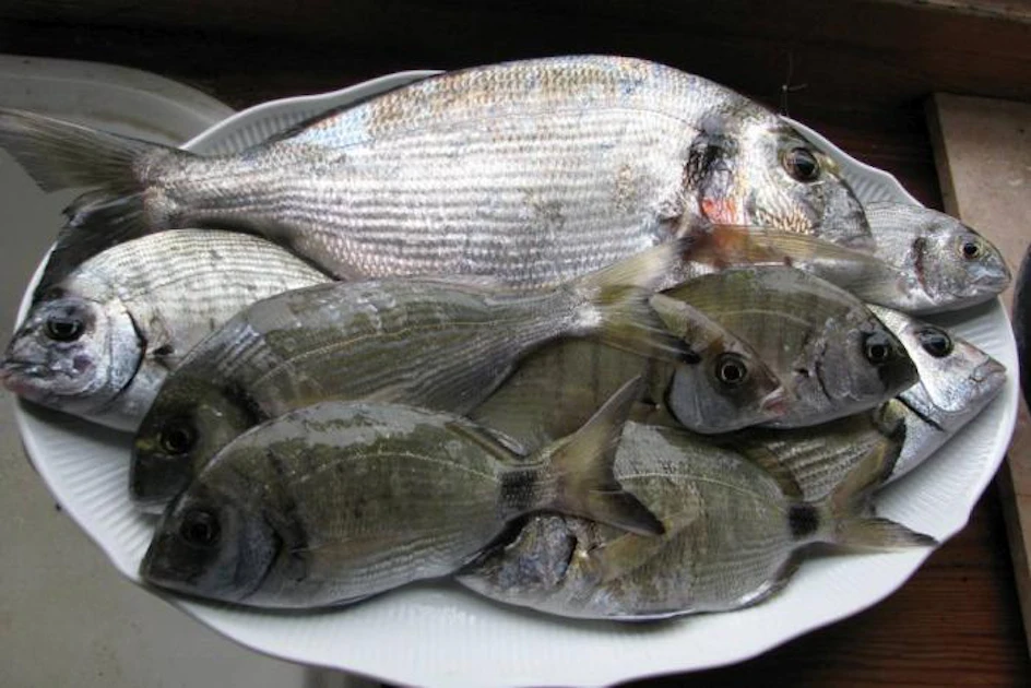 Feg Fish Preventing fishy eggs with the right feed ingredients | WATTAgNet ...