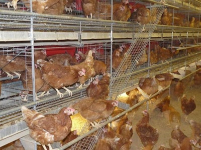 Some multi-tiered cage-free systems, like this Potter’s Poultry compact aviary, provide floor space under the tiers where birds can access litter and scratch areas. | Courtesy Potter’s Poultry