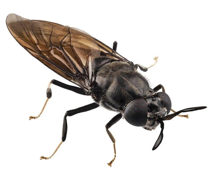 Protix grows first-ever insect-fed salmon | WATTAgNet | WATTPoultry.com