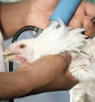 Vacunacin De Aves Web