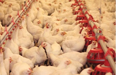 With antibiotics being phased out of poultry production, the use of novel growth promoters by 2030 could rise by as much as 120 percent. | BigStock.com