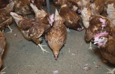 Cage-free hens have the freedom to defecate wherever they want, and that will lead to more contaminated eggs. | Courtesy Big Dutchman