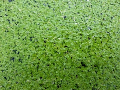 Lemna species are fast-growing, simple free-floating plants. | Parabel