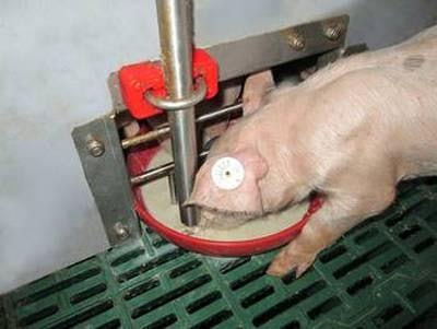 Schauer Agrotronic Babyfeed Suckling Pig Feeder