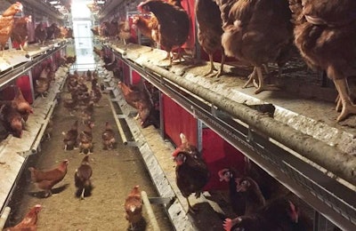 Lenders will be required to put up more than half of the capital to finance the addition of new cage-free layer houses. | Courtesy Tecno Poultry