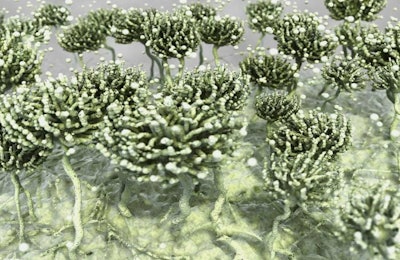 Aflatoxin is produced by the aspergillus fungi. (animaxx3d | Bigstock.com)