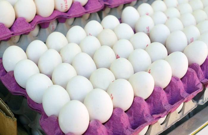 an.egg-testing-1604.jpg?auto=