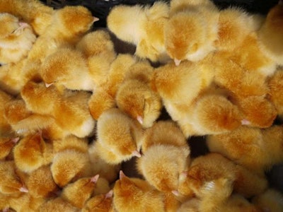 Hatched Chicks 1511