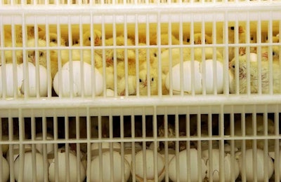 Hasta tres veces más costosos se venden en Alemania los huevos producidos por granjas ecológicas que rescatan pollitos macho de razas ponedoras, habitualmente descartados por su poco rendimiento en producción de carne.