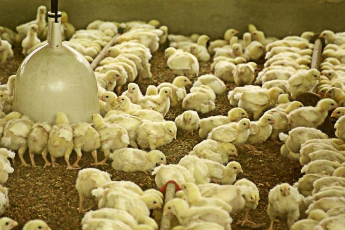 How to prep your poultry farm for winter | WATTAgNet | WATTPoultry.com