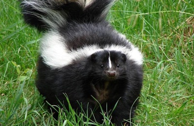 USDA research has shown that skunks, as well as cottontail rabbits, can spread avian influenza and infect birds with the virus. | Torli Roberts, Freeimages.com