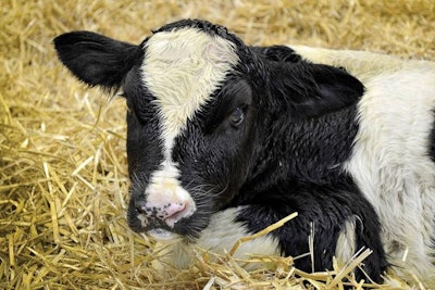 Las 37,000 vacas en Fair Oaks Farms dan a luz a 120 terneros cada dia, y visitantes pueden ver los naciminetos.