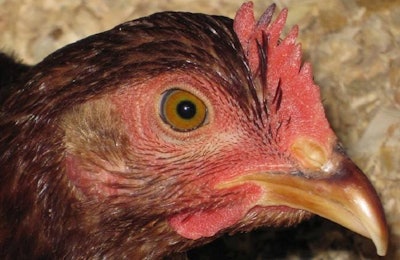 Organic Poultry