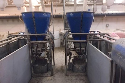 Precision sow feeders can help feed a sow exactly what she needs when she needs it.